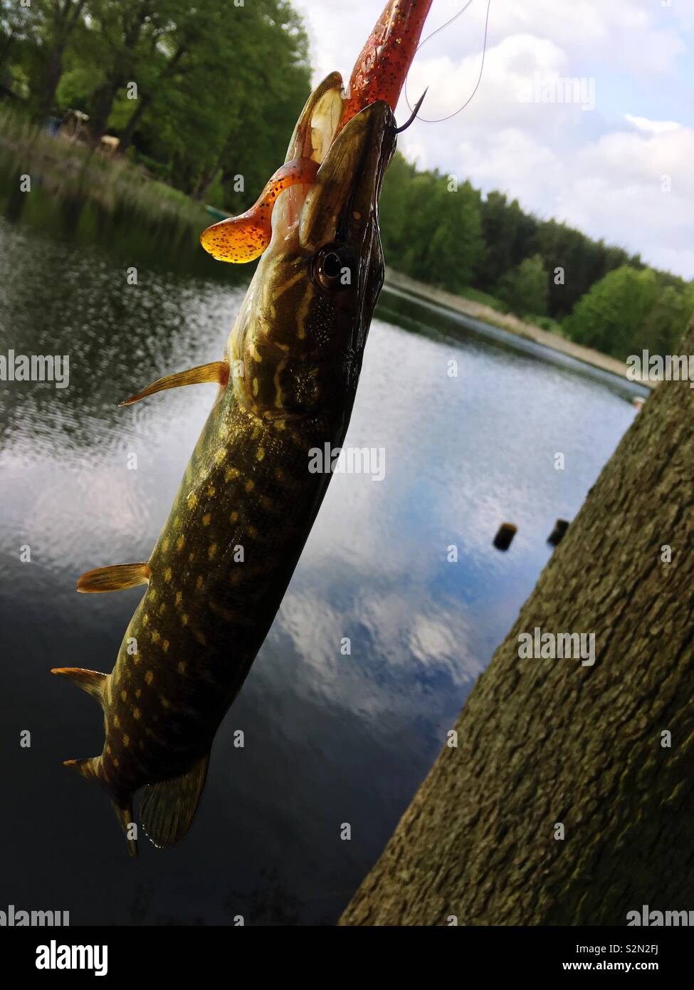 European Pike caught with a rubber fishing lure Stock Photo - Alamy