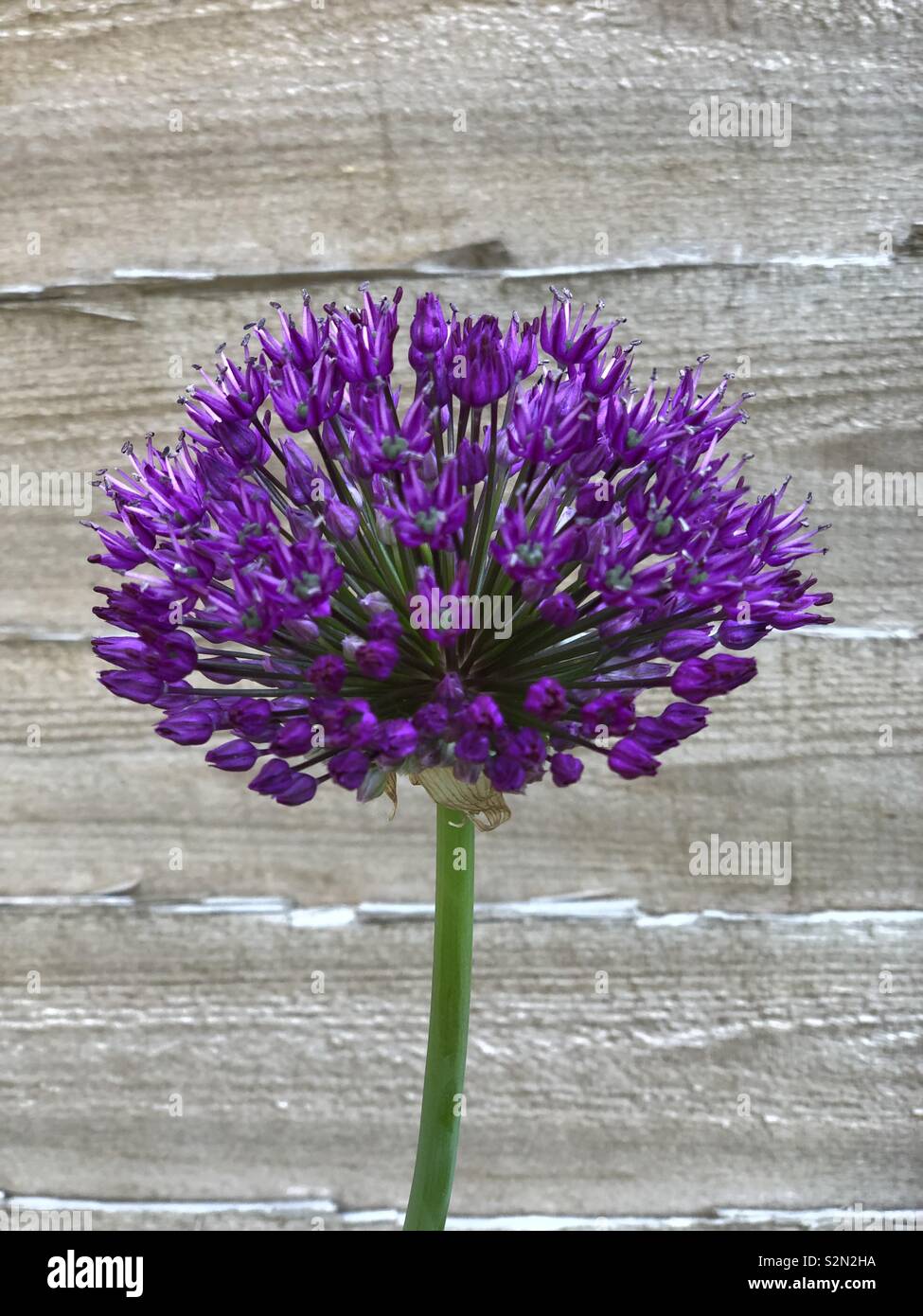 Purple flower in my garden. - Smartphone Captured Stock Image
