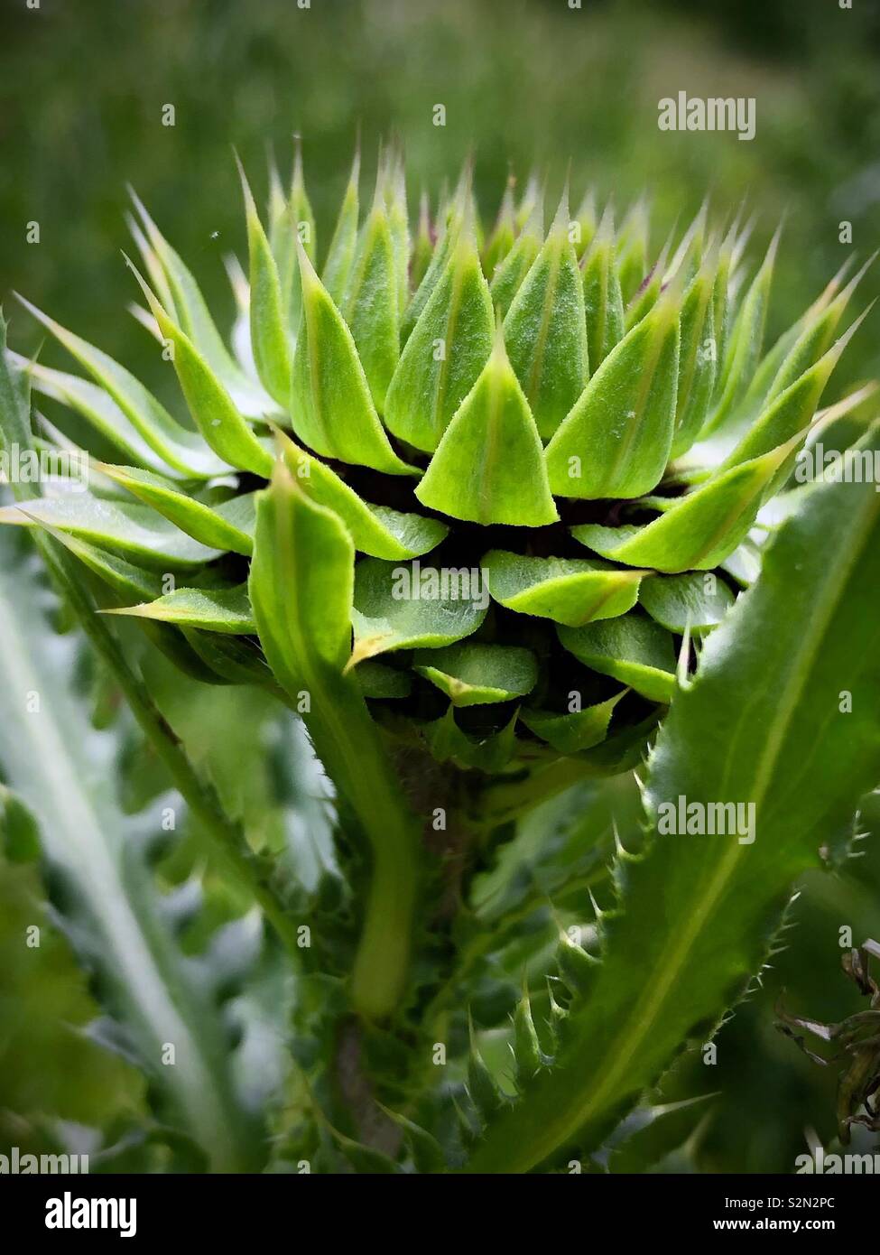 Profile of a milk thistle plant in sunlight Stock Photo