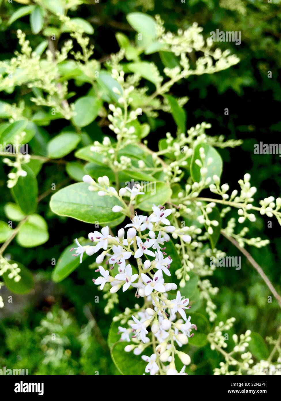 Wild flowering shrub in meadow at edge of woods. Stock Photo