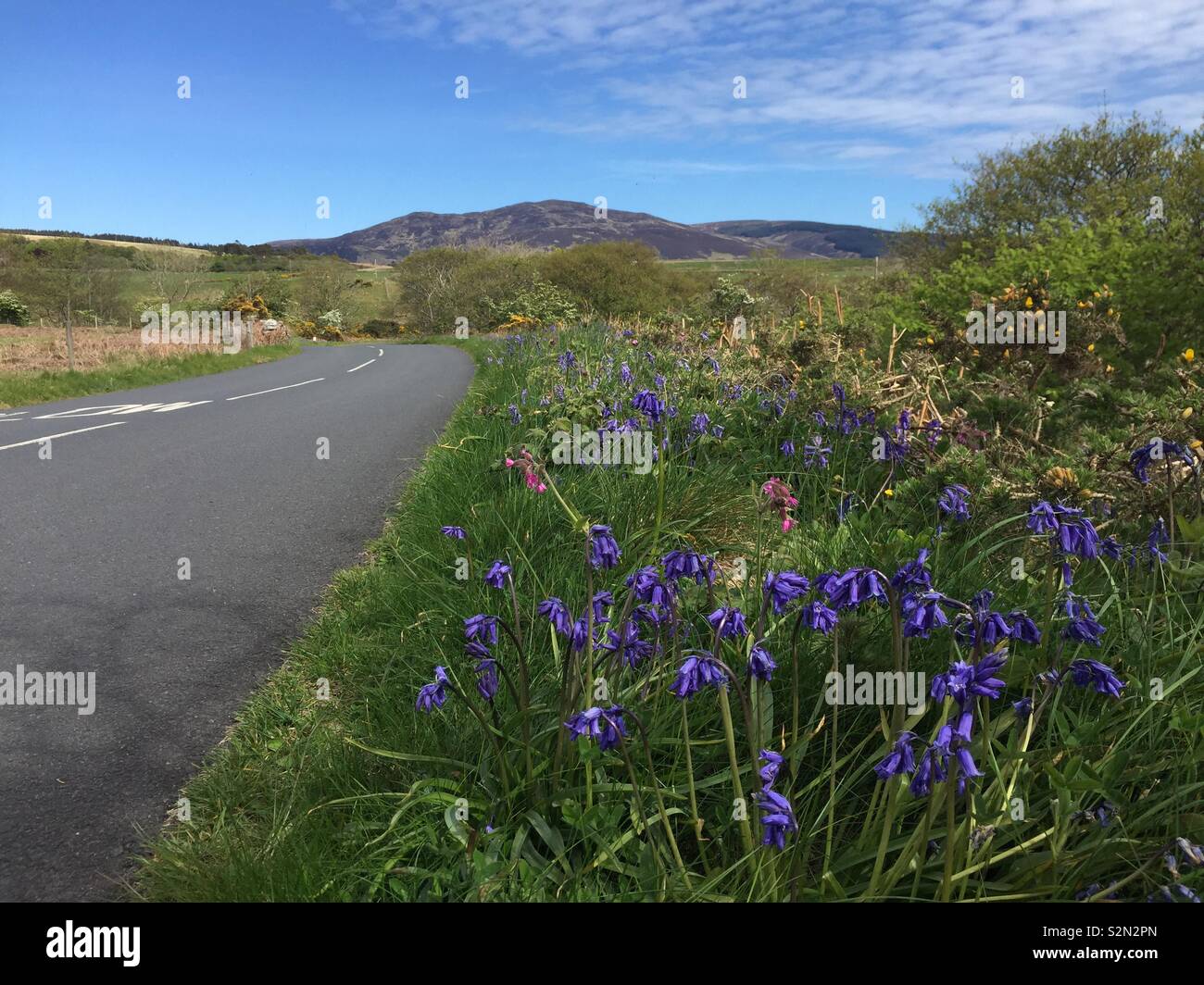 Roadside verge with springtime wildflowers, bluebells and flowers in bloom Stock Photo