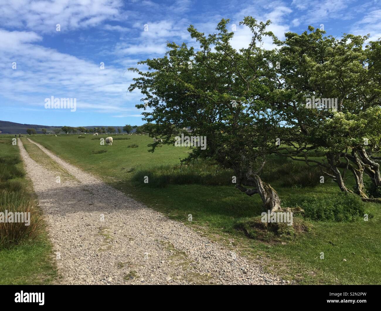 Windswept countryside field with trees leaning away Stock Photo