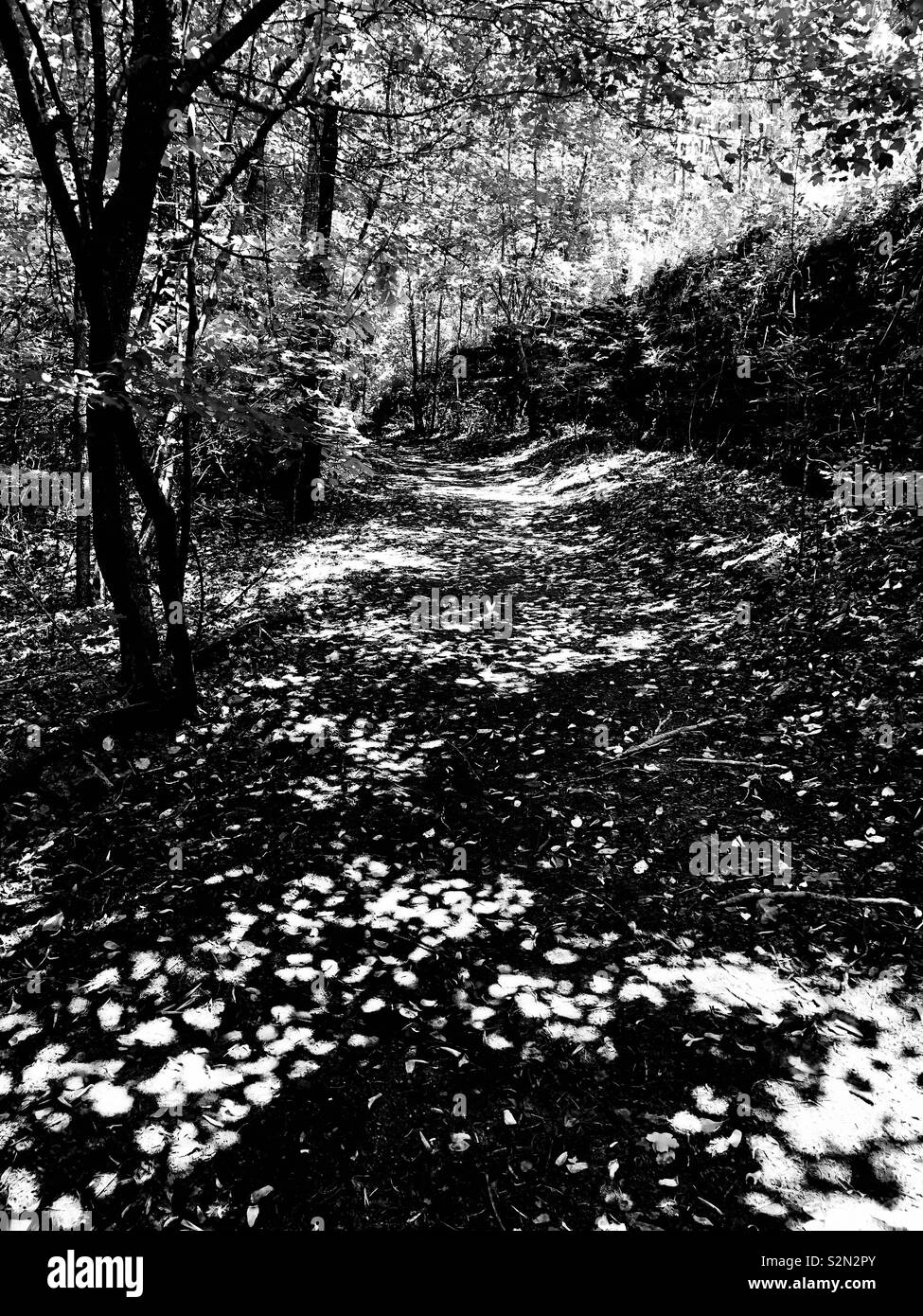 Black and white forest scene with filtered sunlight creating spacial illusions Stock Photo