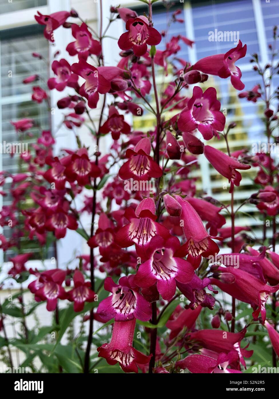 Tall eye-popping pink penstemon flowers in front of reflective windows