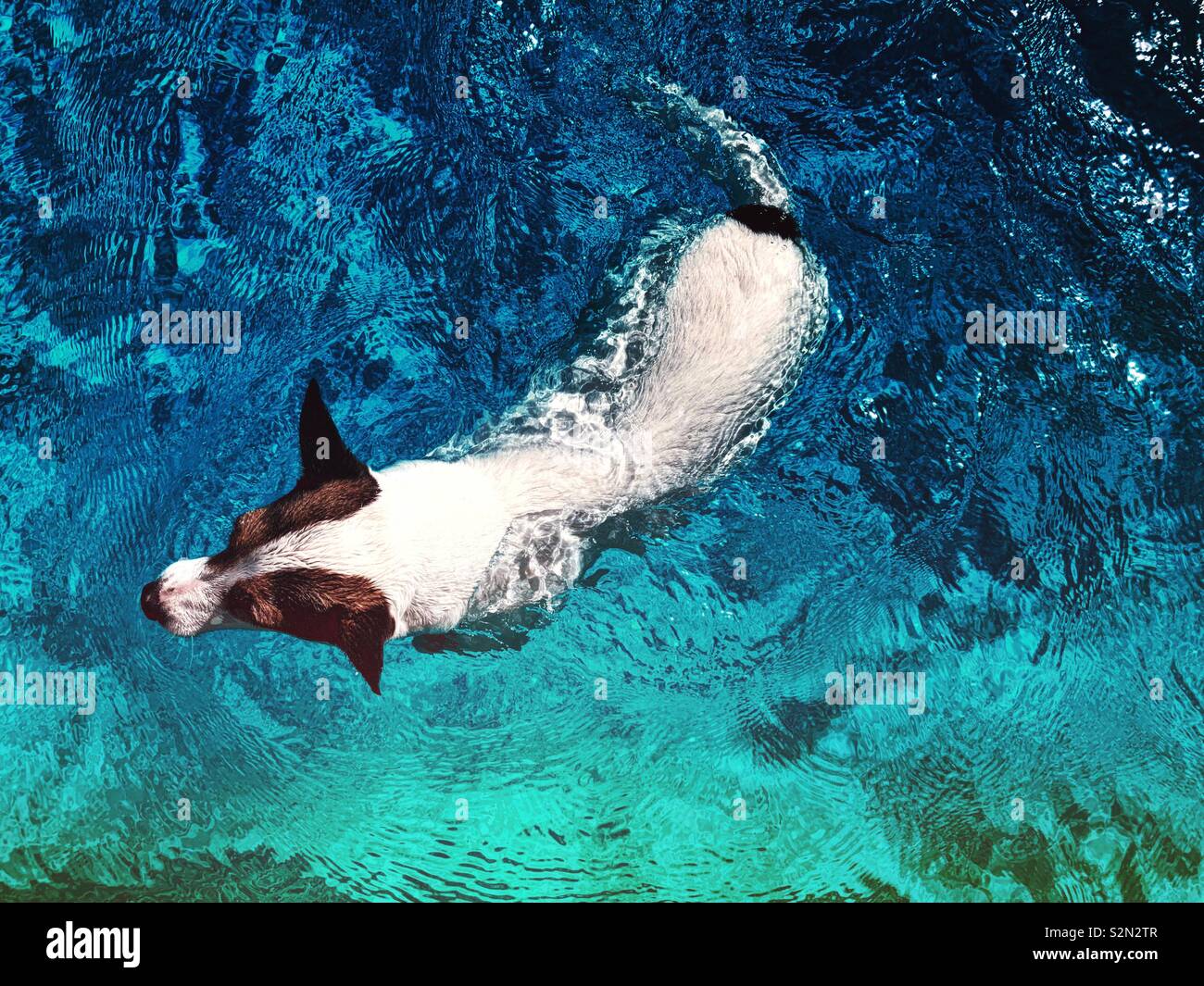 Jack Russell Terrier dog swimming in water on a sunny day outdoors. - Smartphone Captured Stock Image