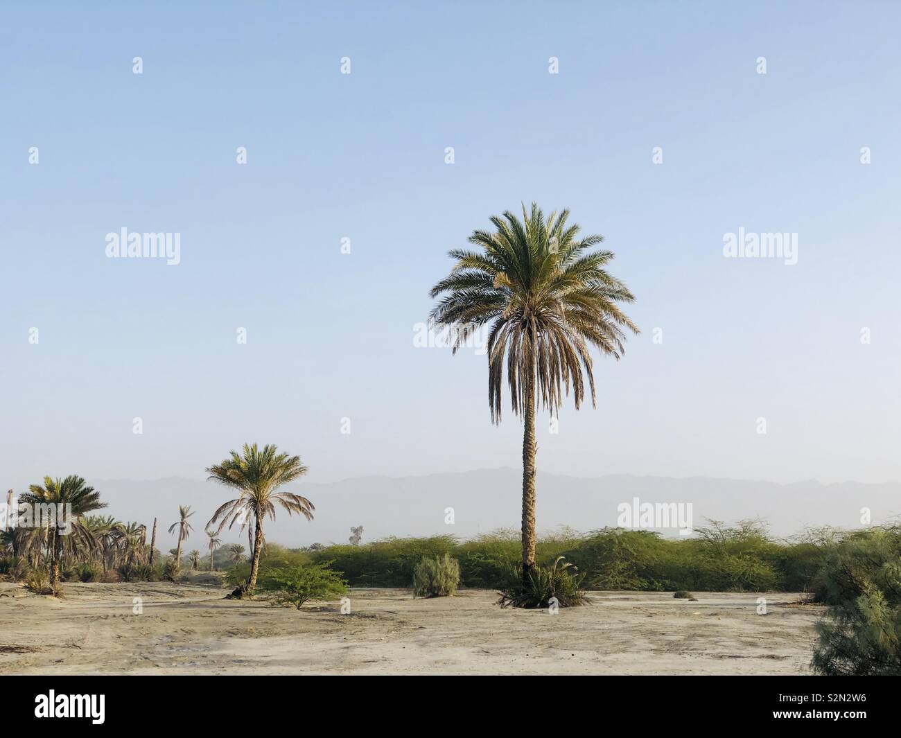 Date tree hi-res stock photography and images - Alamy