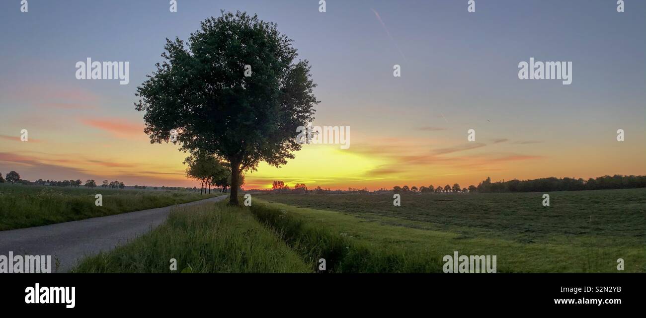 Trees among a road between the fields in a rural environment against a colorful and idyllic sunrise dawning sky - Smartphone Captured Stock Image