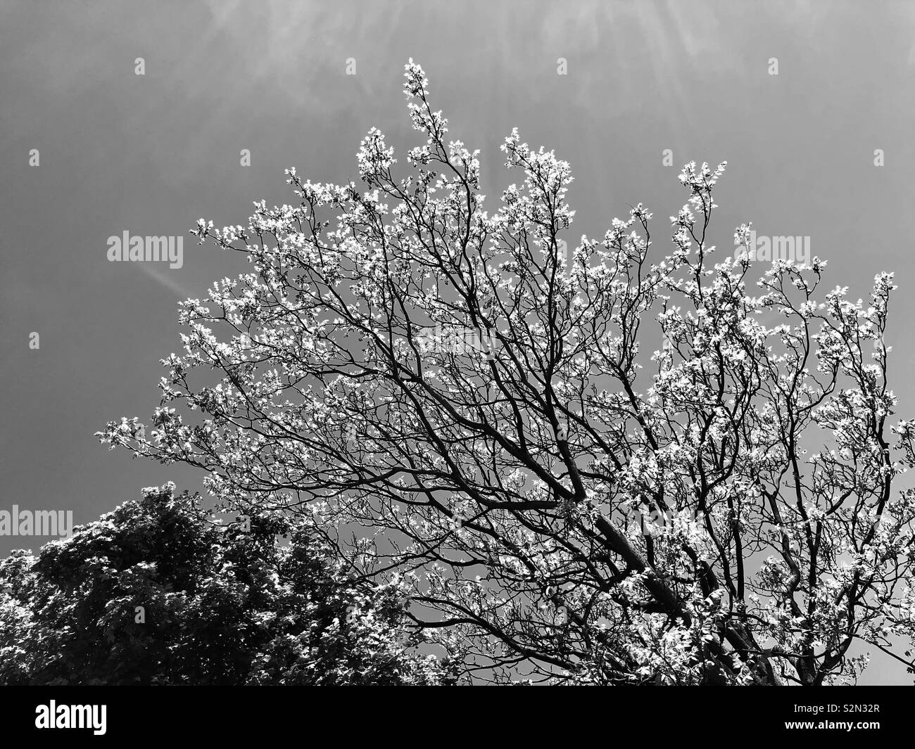 Blooming tree in spring Black and White Stock Photos & Images - Alamy
