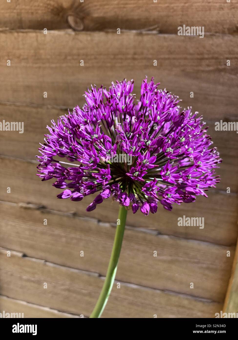 Agapanthus flower in my garden - Smartphone Captured Stock Image