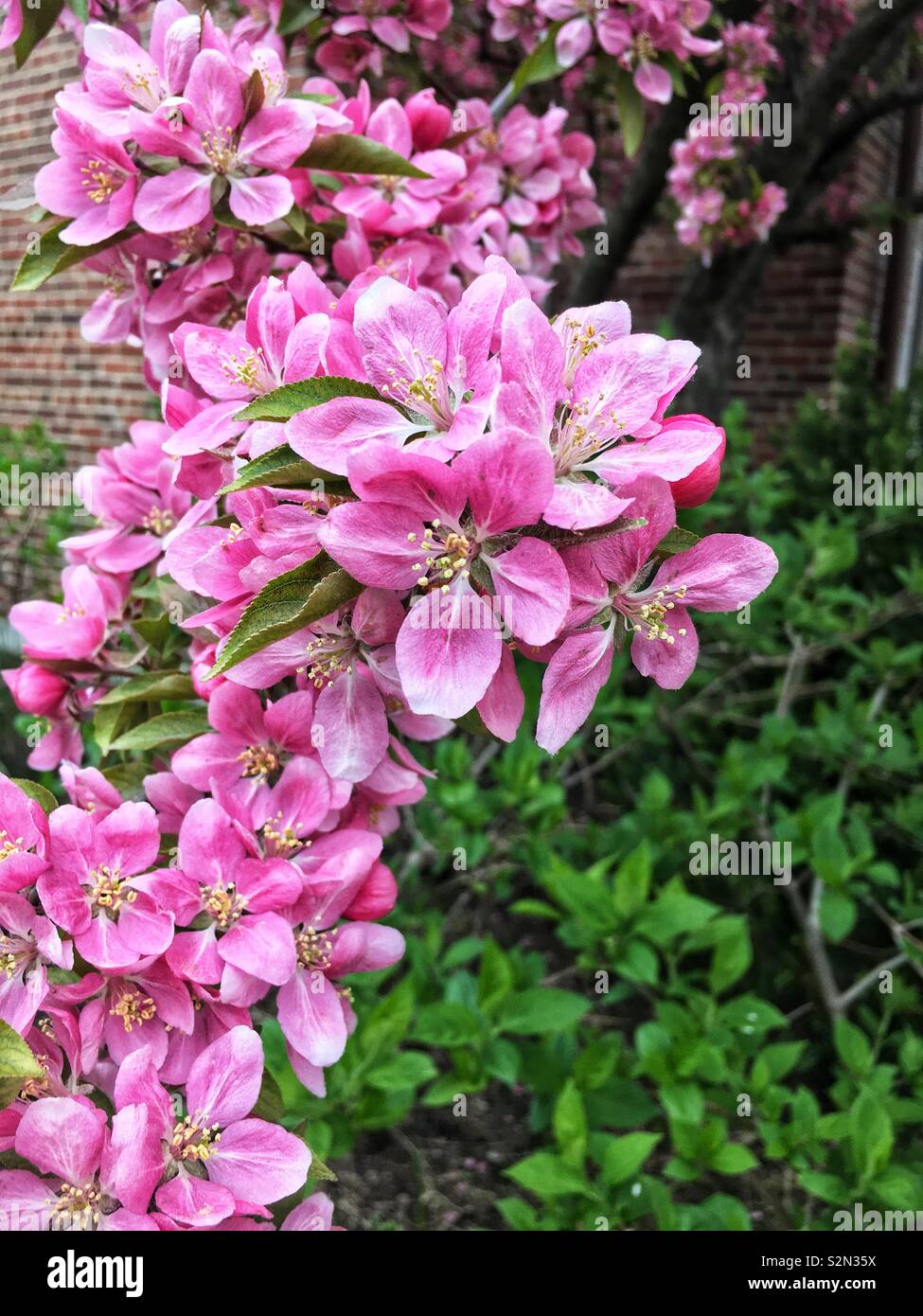 Beautiful perfect spring pink apple tree blossoms. - Smartphone Captured Stock Image