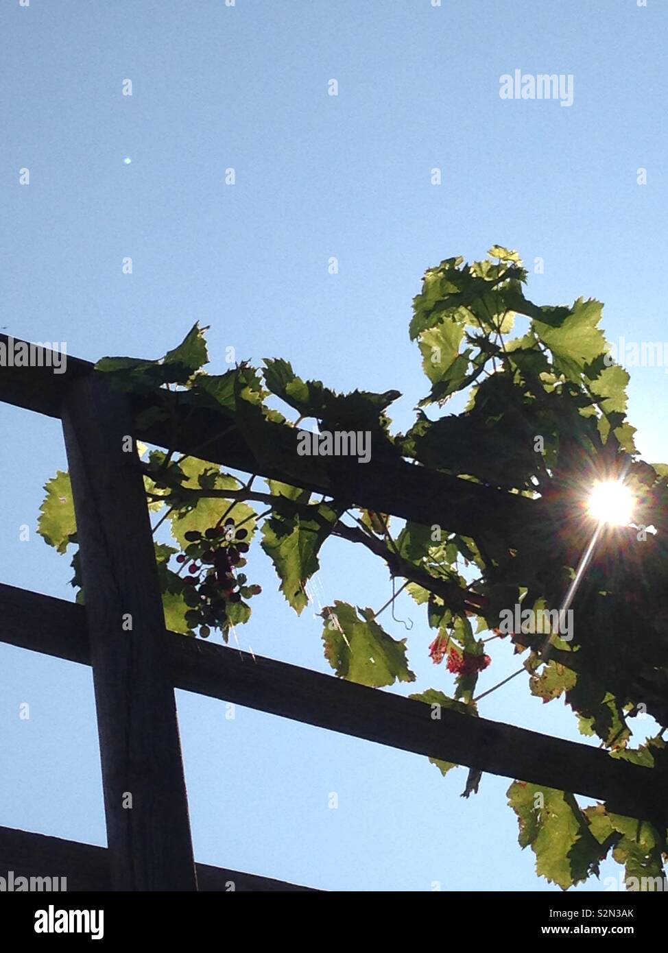Sunlight through the vines, Lavaux, Switzerland Stock Photo Alamy