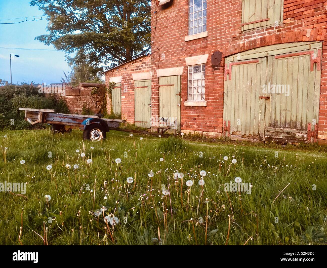 Dandelion seed heads in a grassy overgrown garden with an old trailer and building in the background. - Smartphone Captured Stock Image