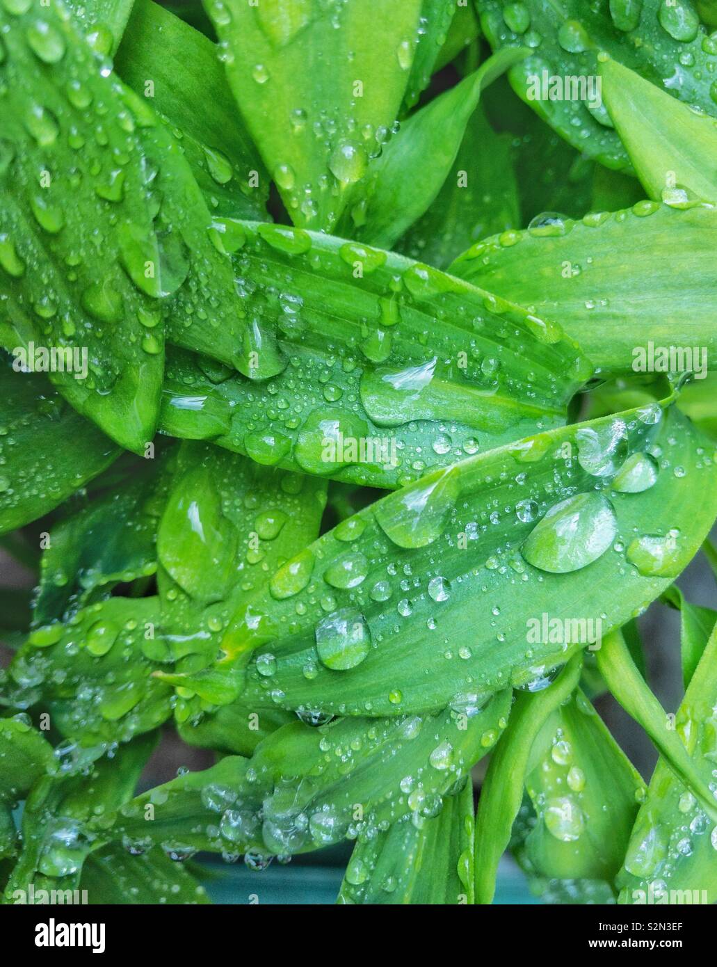 Raindrops on leaves of Alstroemeria. Stock Photo