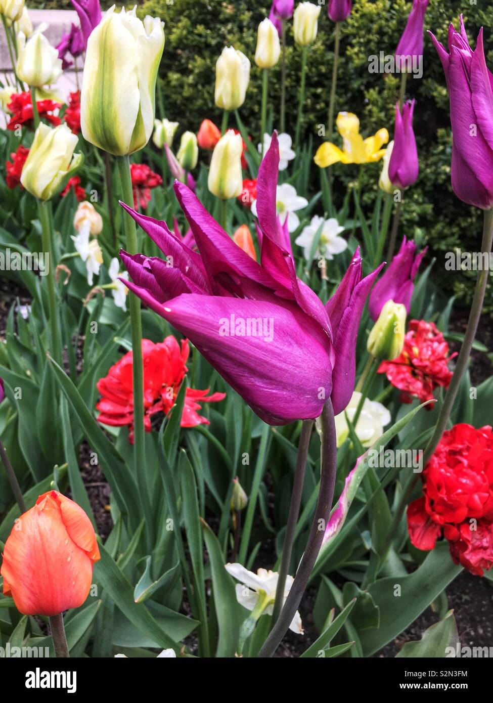 Spring garden full of colorful tulips in full bloom. - Smartphone Captured Stock Image