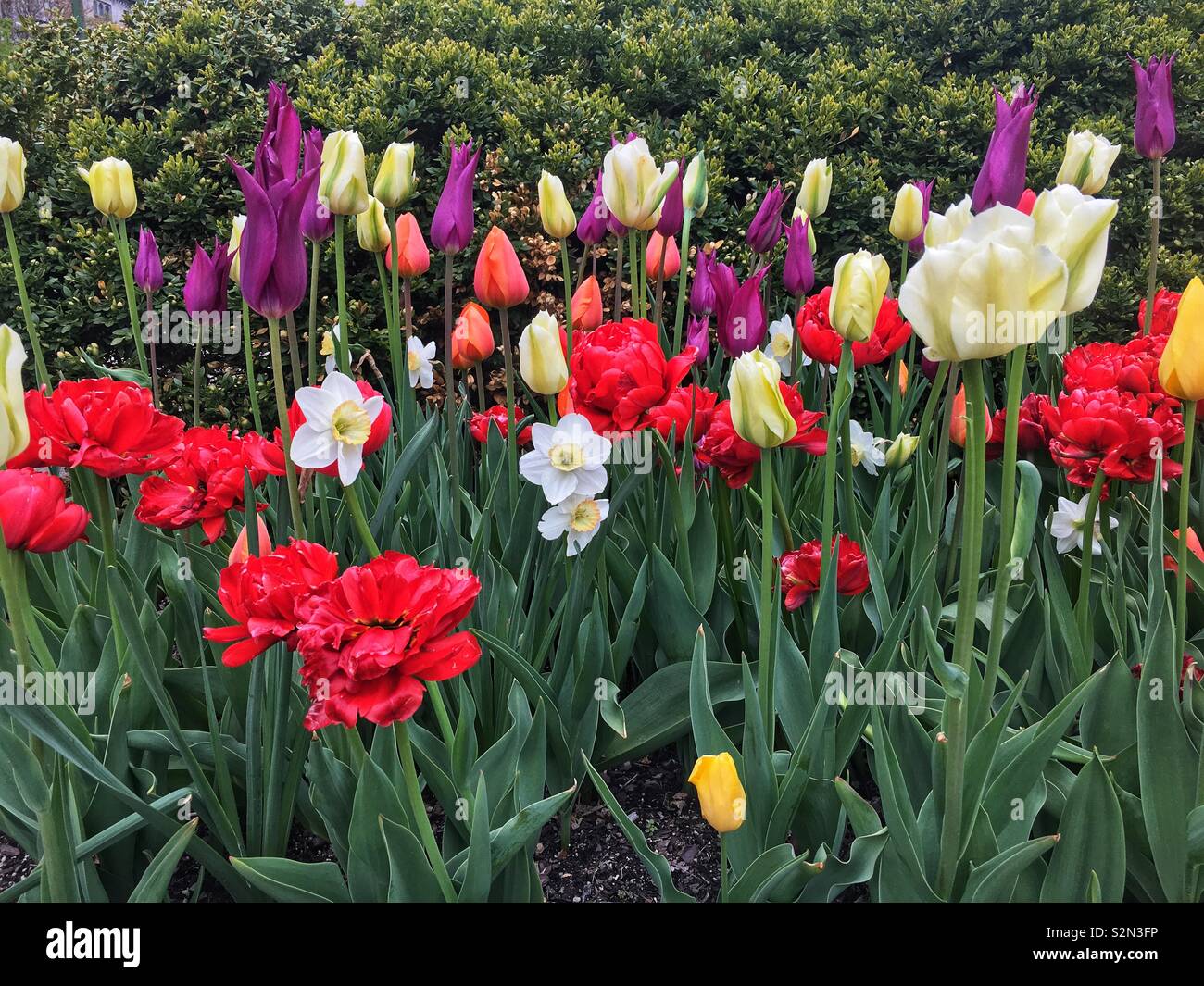 Spring garden full of colorful tulips in full bloom. - Smartphone Captured Stock Image