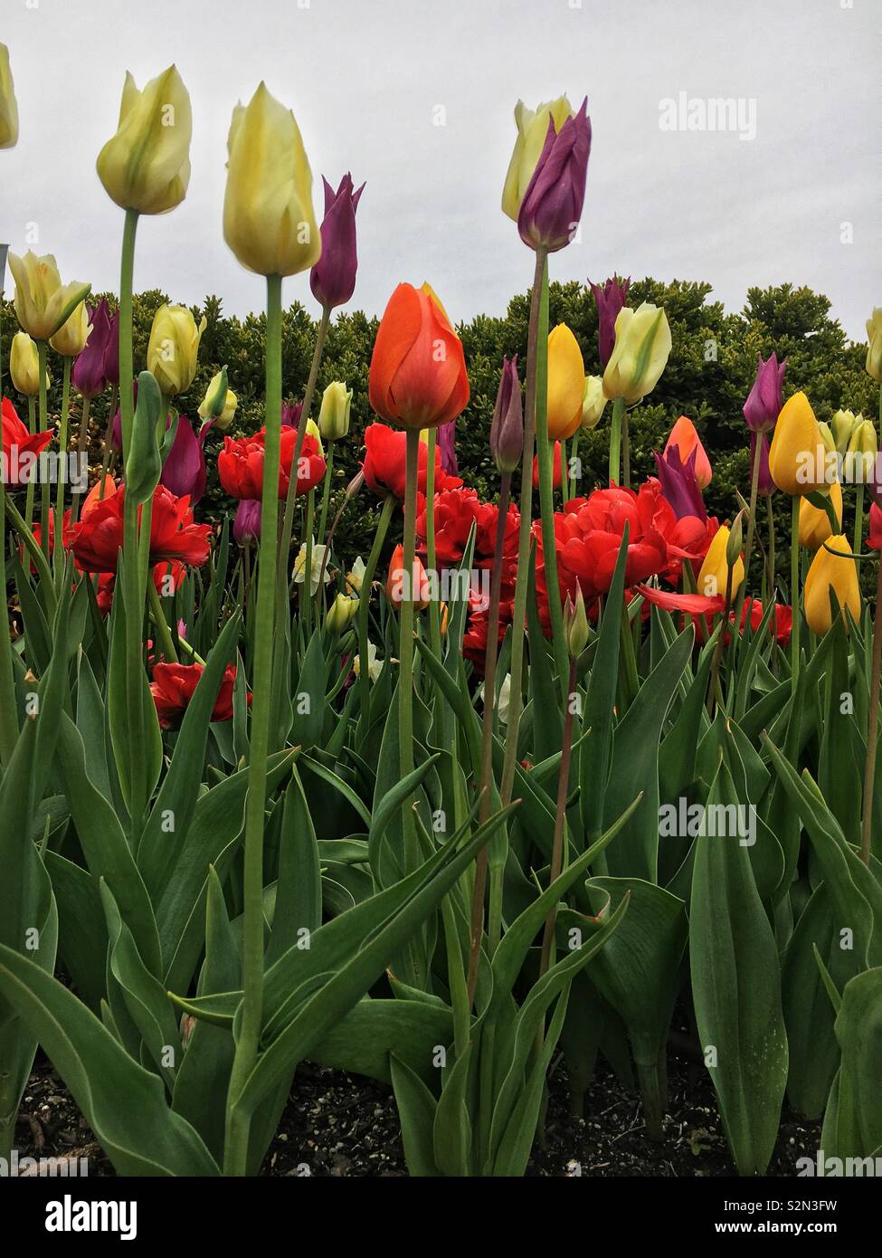Spring garden full of colorful tulips in full bloom. - Smartphone Captured Stock Image