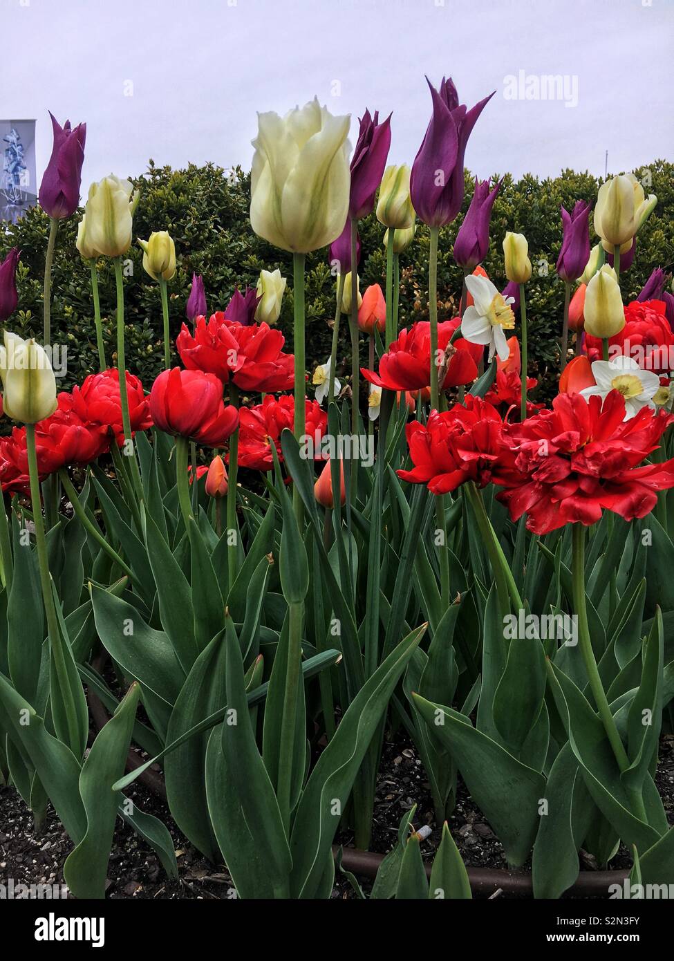 Spring garden full of colorful tulips in full bloom. - Smartphone Captured Stock Image