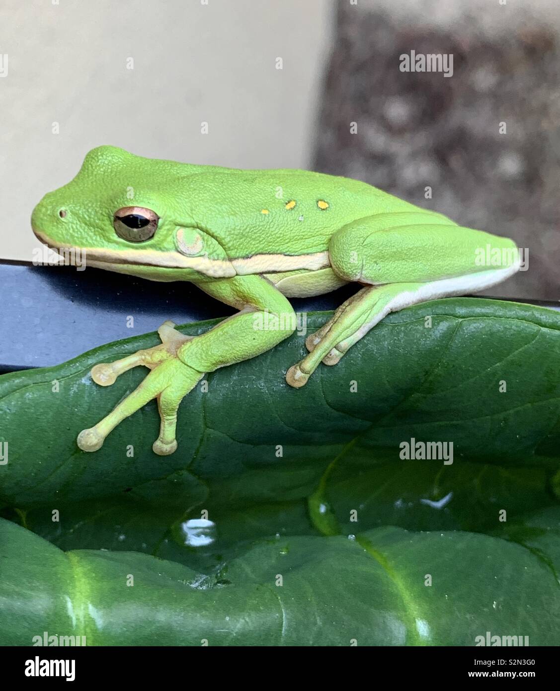 Green tree frog, macro on green leaf - Smartphone Captured Stock Image