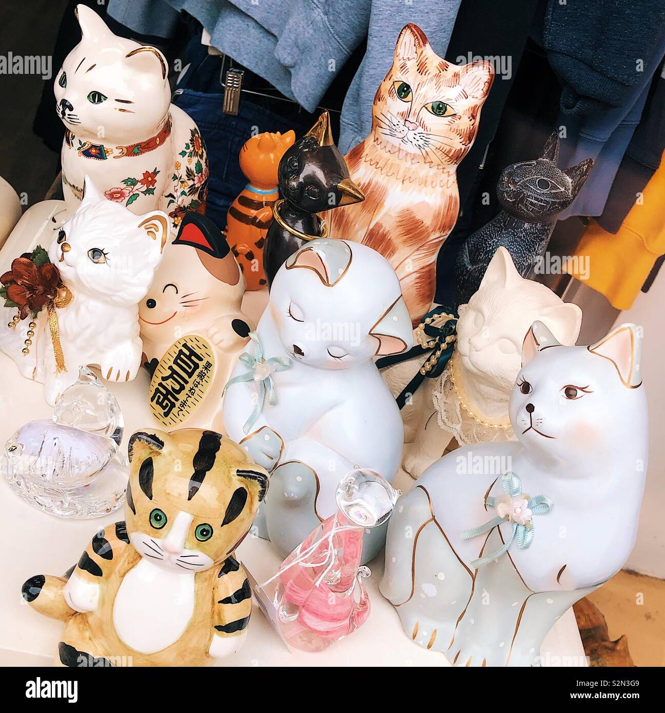 cat charity shop
