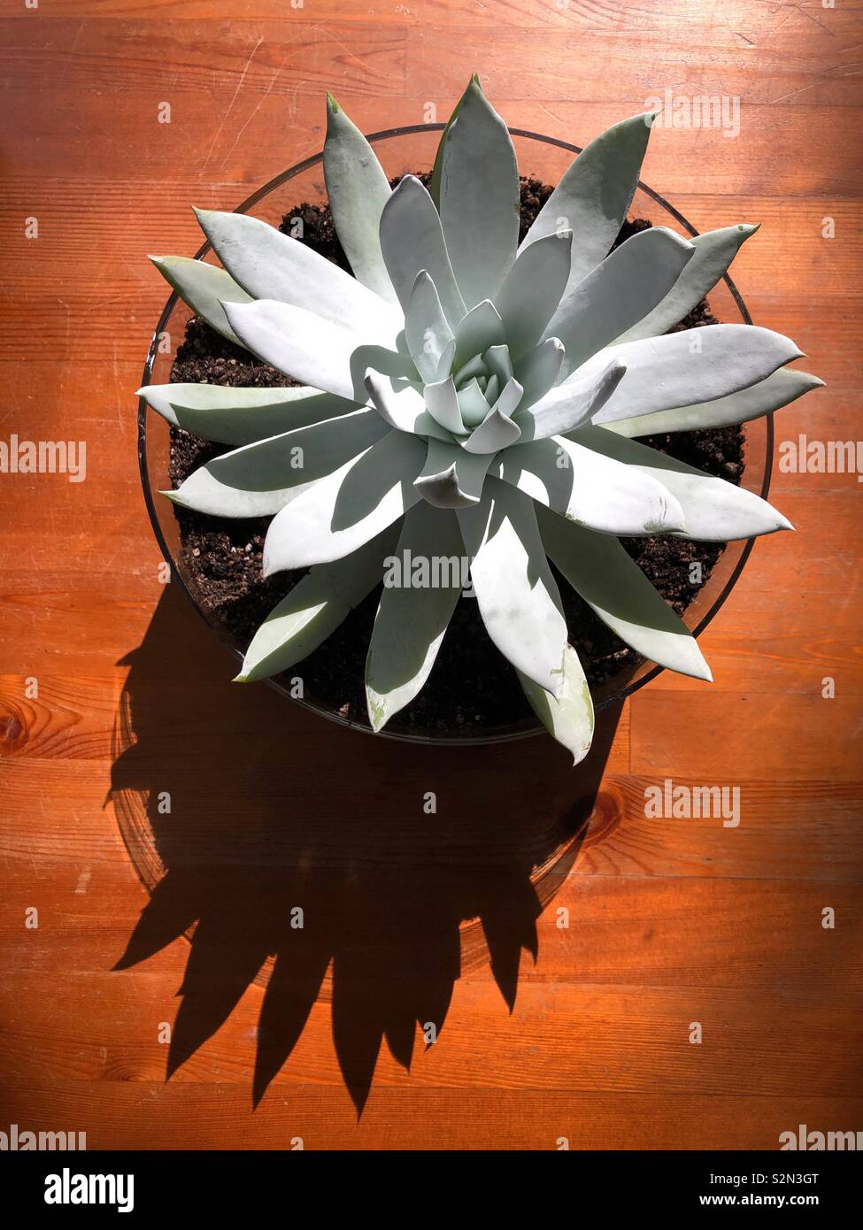 A dudleya brittonii chalk plant in a pot, with shadow. Stock Photo