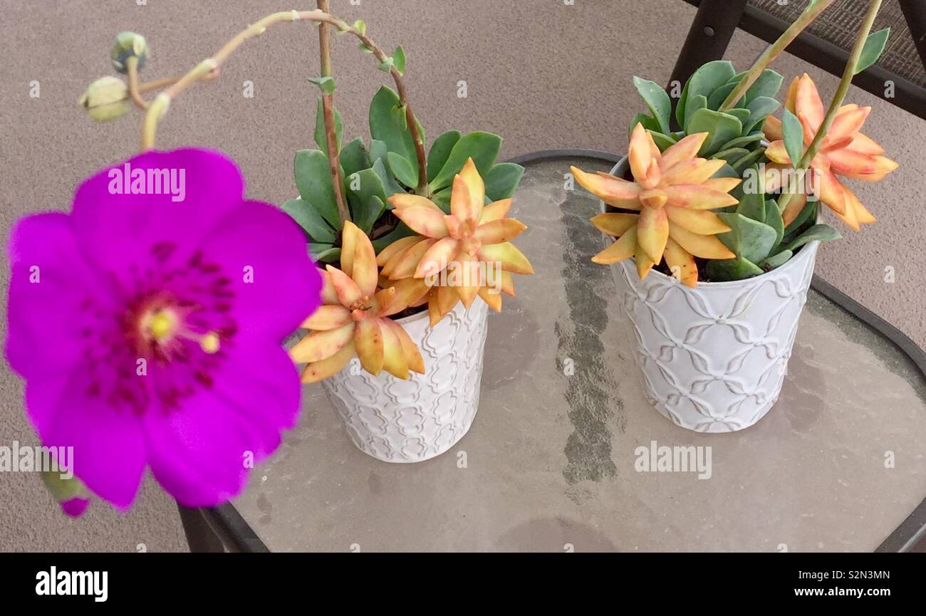 Succulents - Smartphone Captured Stock Image