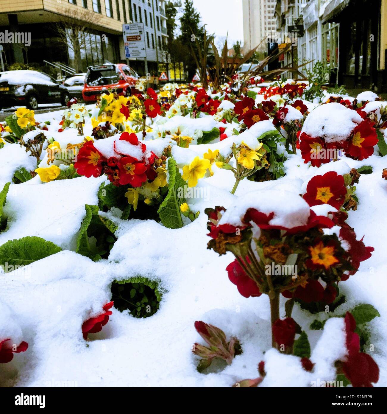 Snow in the spring in UK. Beast from the east 2018 - Smartphone Captured Stock Image