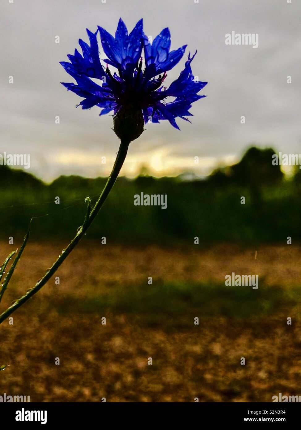 Vivid blue bachelor button flower with fading sun in background - Smartphone Captured Stock Image