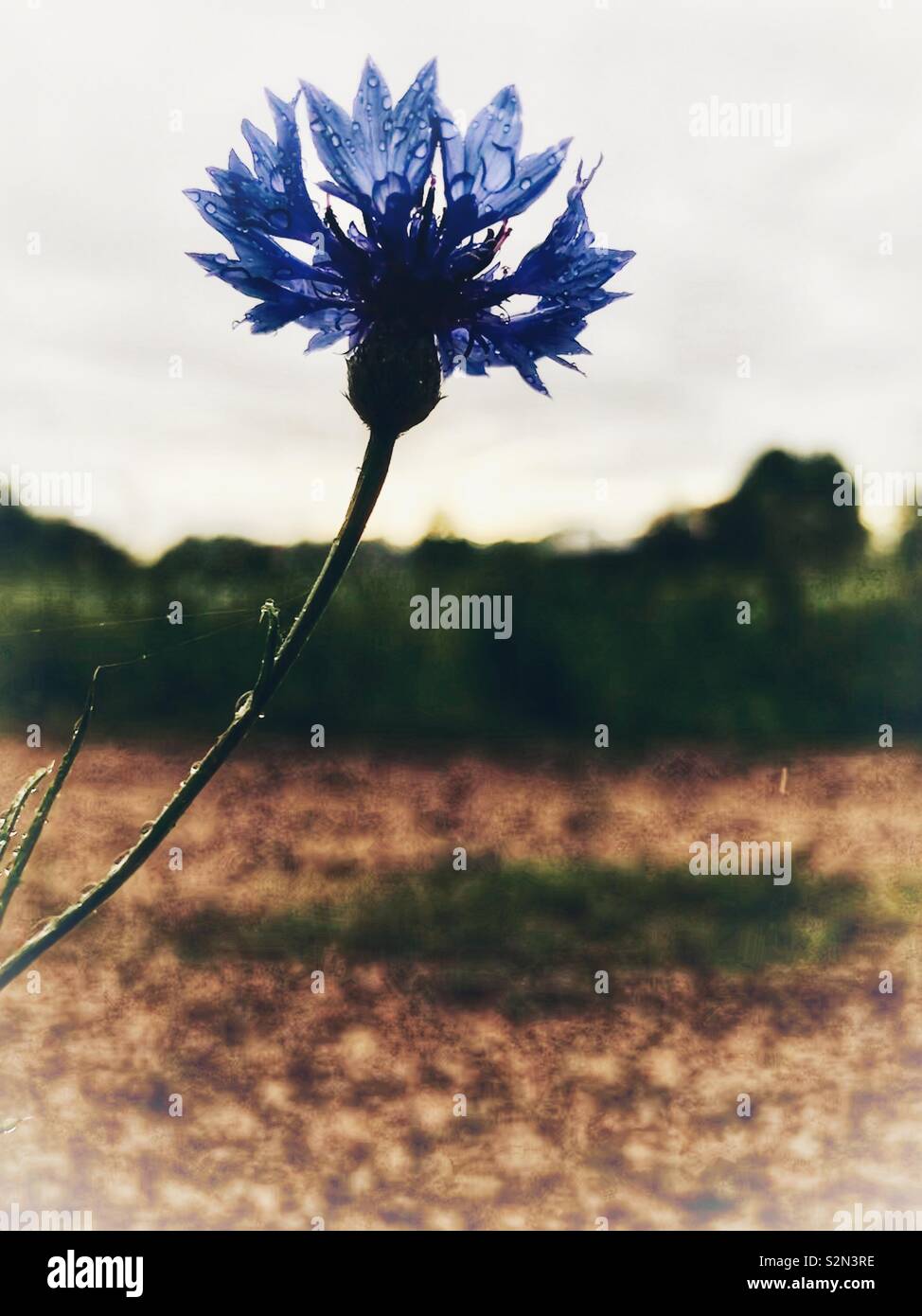 Bachelor’s button flower with raindrops and fading sun in background - Smartphone Captured Stock Image