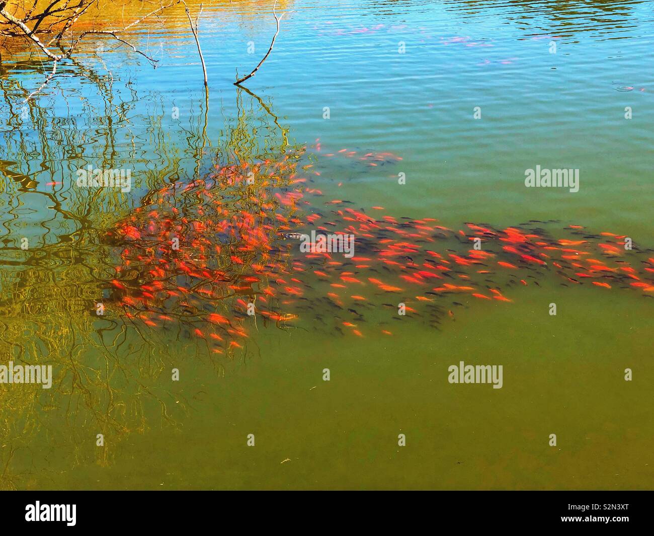 School of goldfish in a pond with tree and sky reflection - Smartphone Captured Stock Image