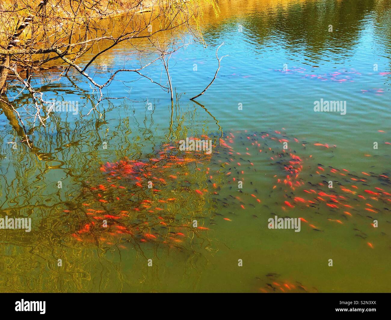 School of goldfish in a pond with tree and sky reflection - Smartphone Captured Stock Image