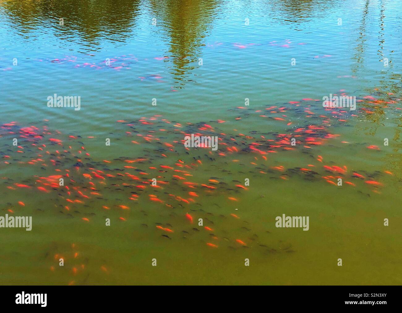 School of goldfish in a pond with tree and sky reflection - Smartphone Captured Stock Image