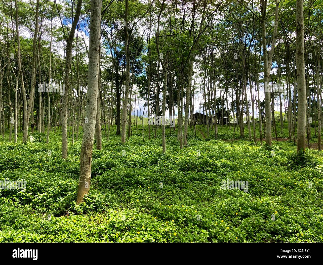 Butig Forest in Lanao del Sur, Philippines Stock Photo - Alamy