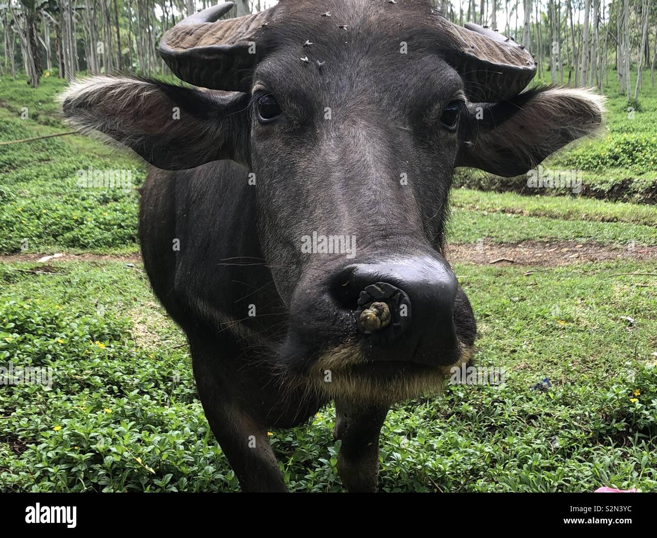 A Philippine buffalo popularly known as carabao. Stock Photo