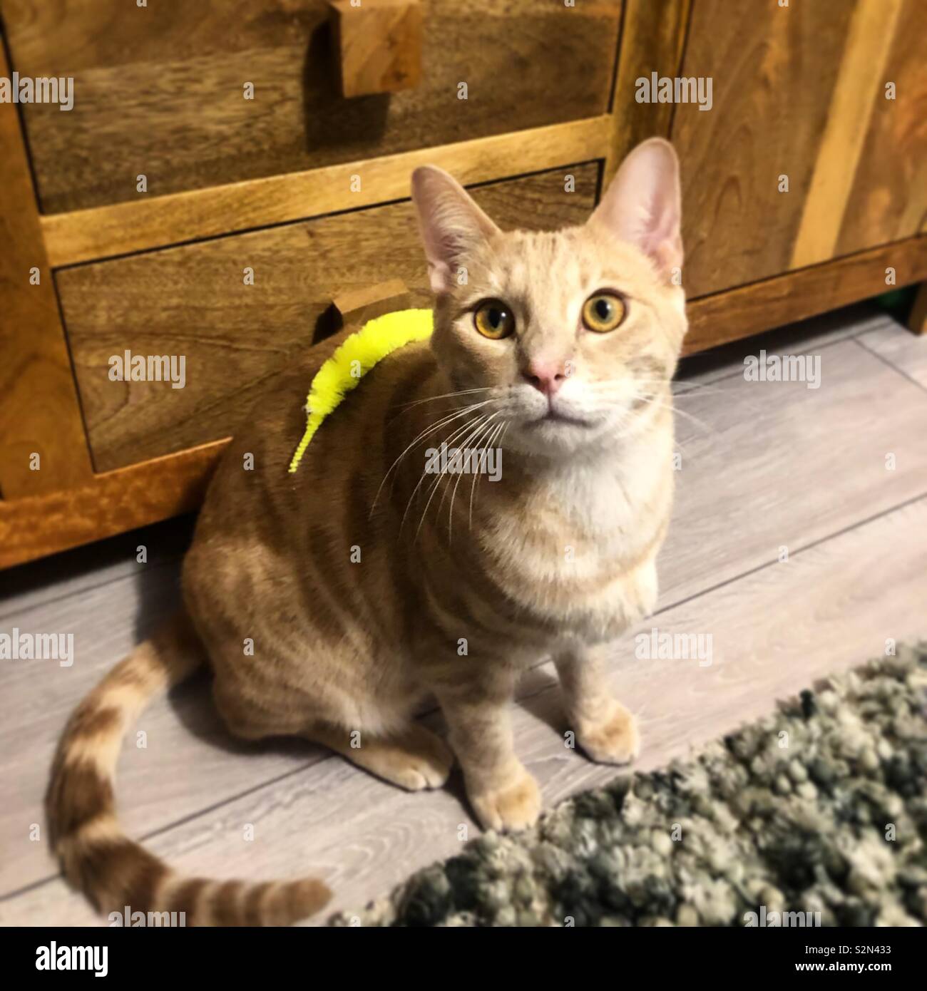 Ginger cat lost toy Stock Photo Alamy