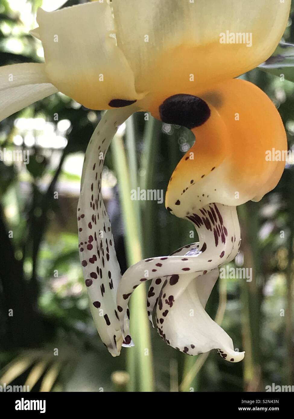 Botanischer garten hires stock photography and images Alamy