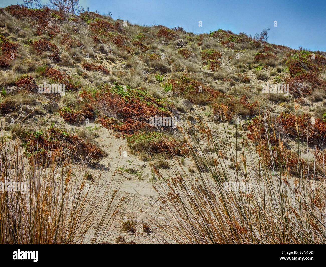 Pflanzen am Strand, Lopar, Rab, Kroatien Stock Photo - Alamy