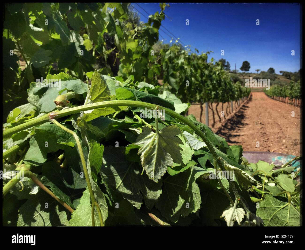 “Green harvesting” or Spring shoot removal in the vineyard, Catalonia, Spain. - Smartphone Captured Stock Image
