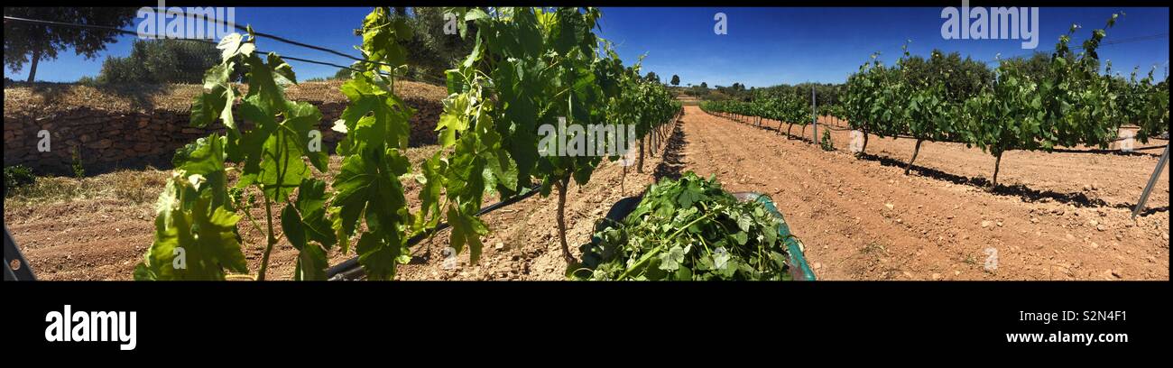 “Green harvesting” or Spring shoot removal in the vineyard, Catalonia, Spain. - Smartphone Captured Stock Image