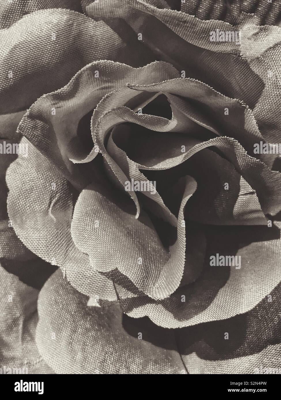 Full frame of a black and white flower in full bloom. - Smartphone Captured Stock Image