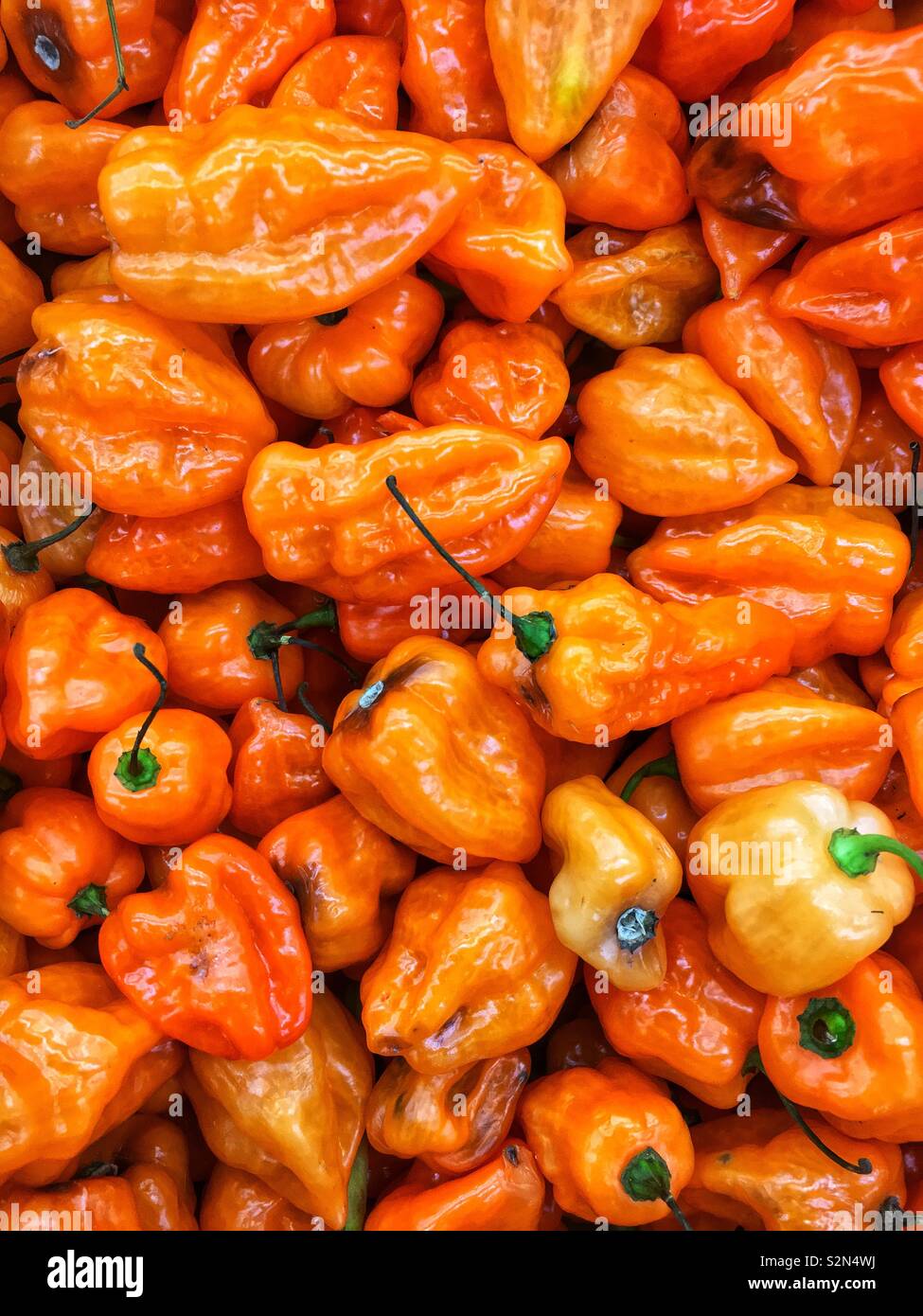 Full frame of fresh orange habanero peppers piled high. Stock Photo