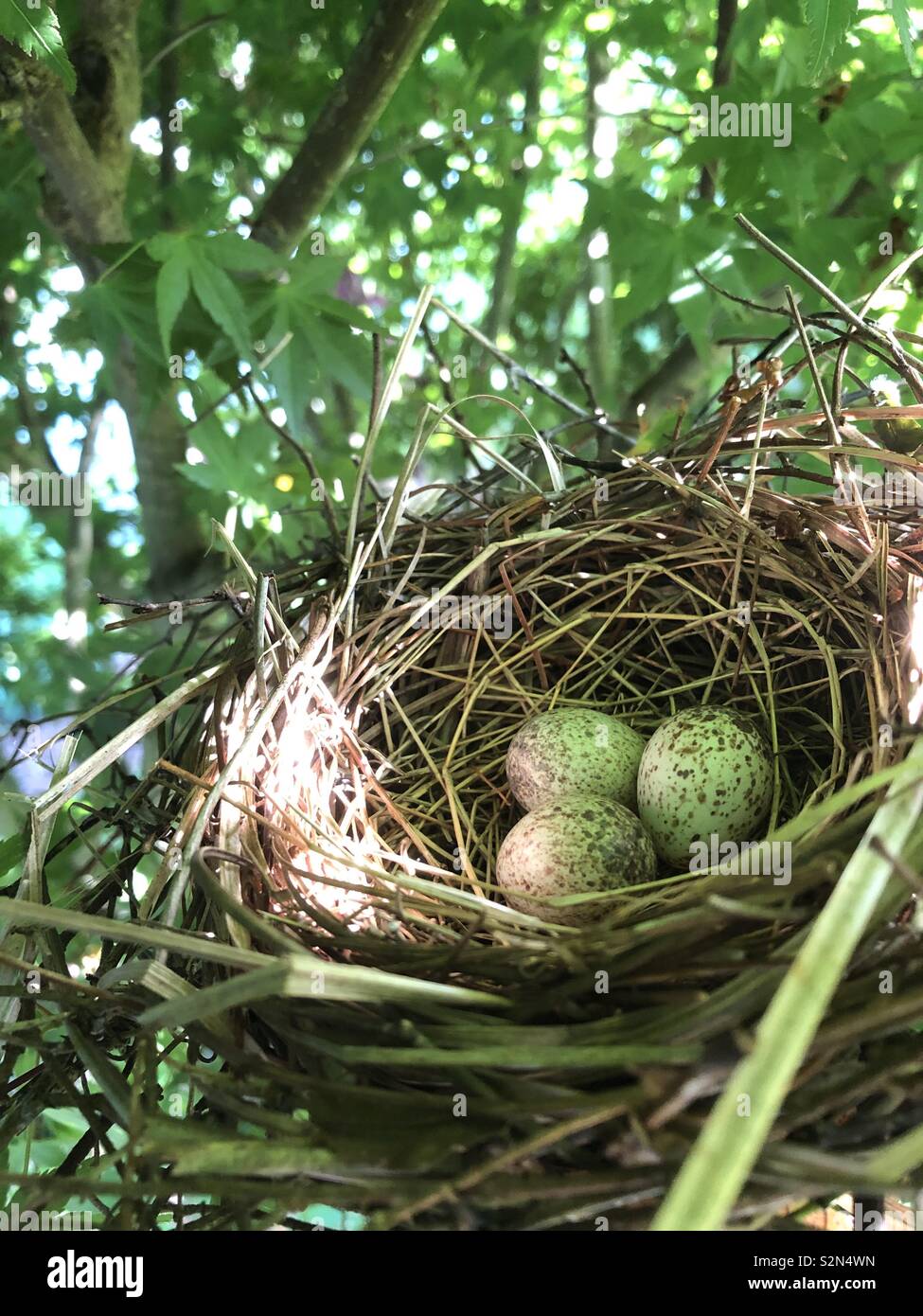 Cardinal nest hires stock photography and images Alamy