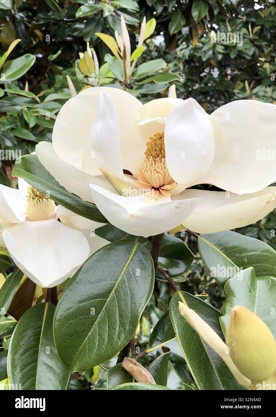 Saucer magnolia tree hires stock photography and images Alamy