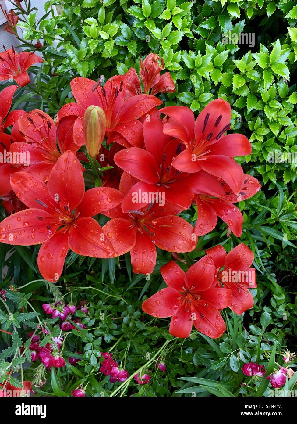 Asiatic lilies in bloom. Deep red orange color Stock Photo - Alamy
