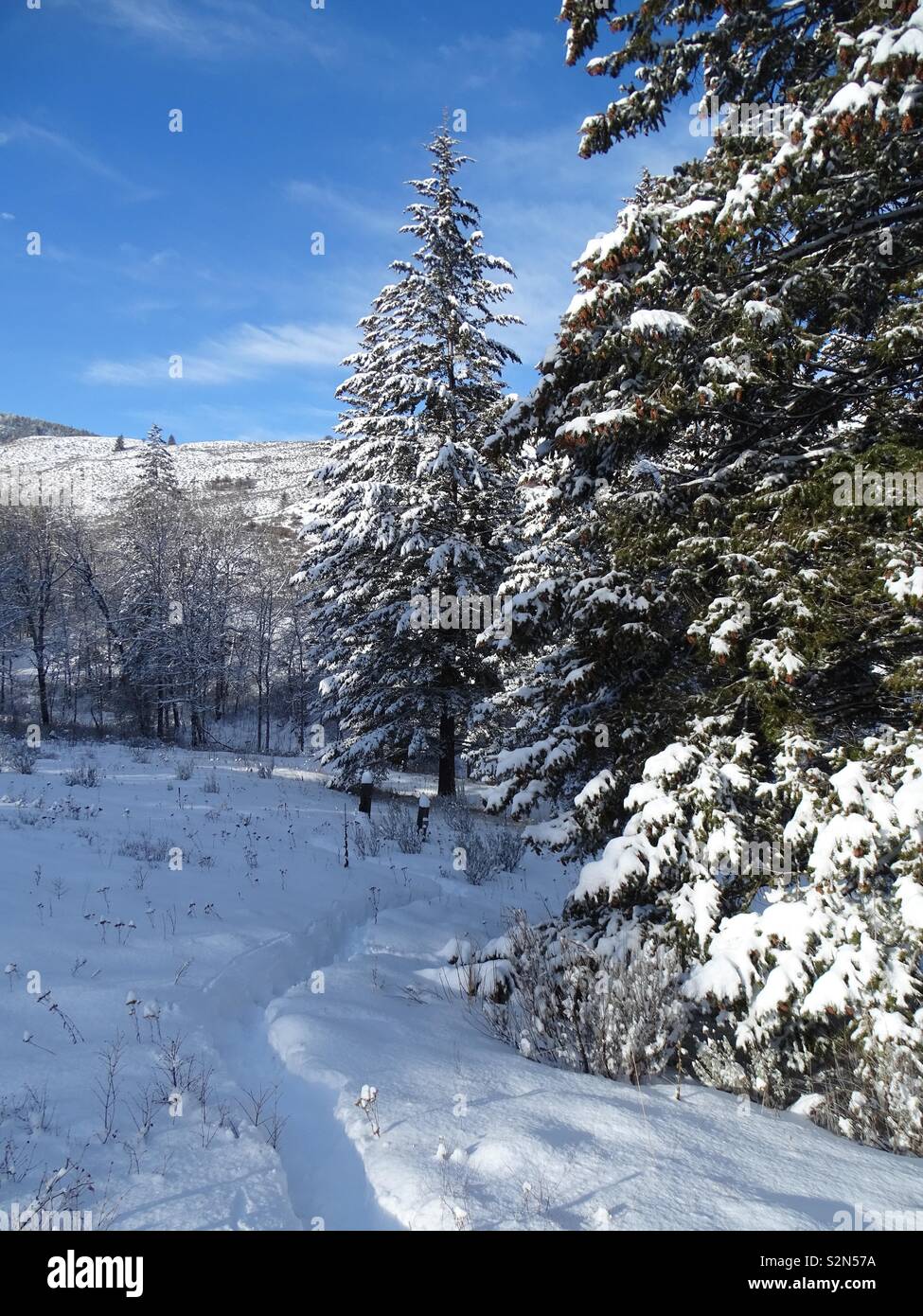 Aspen fir hi-res stock photography and images - Alamy