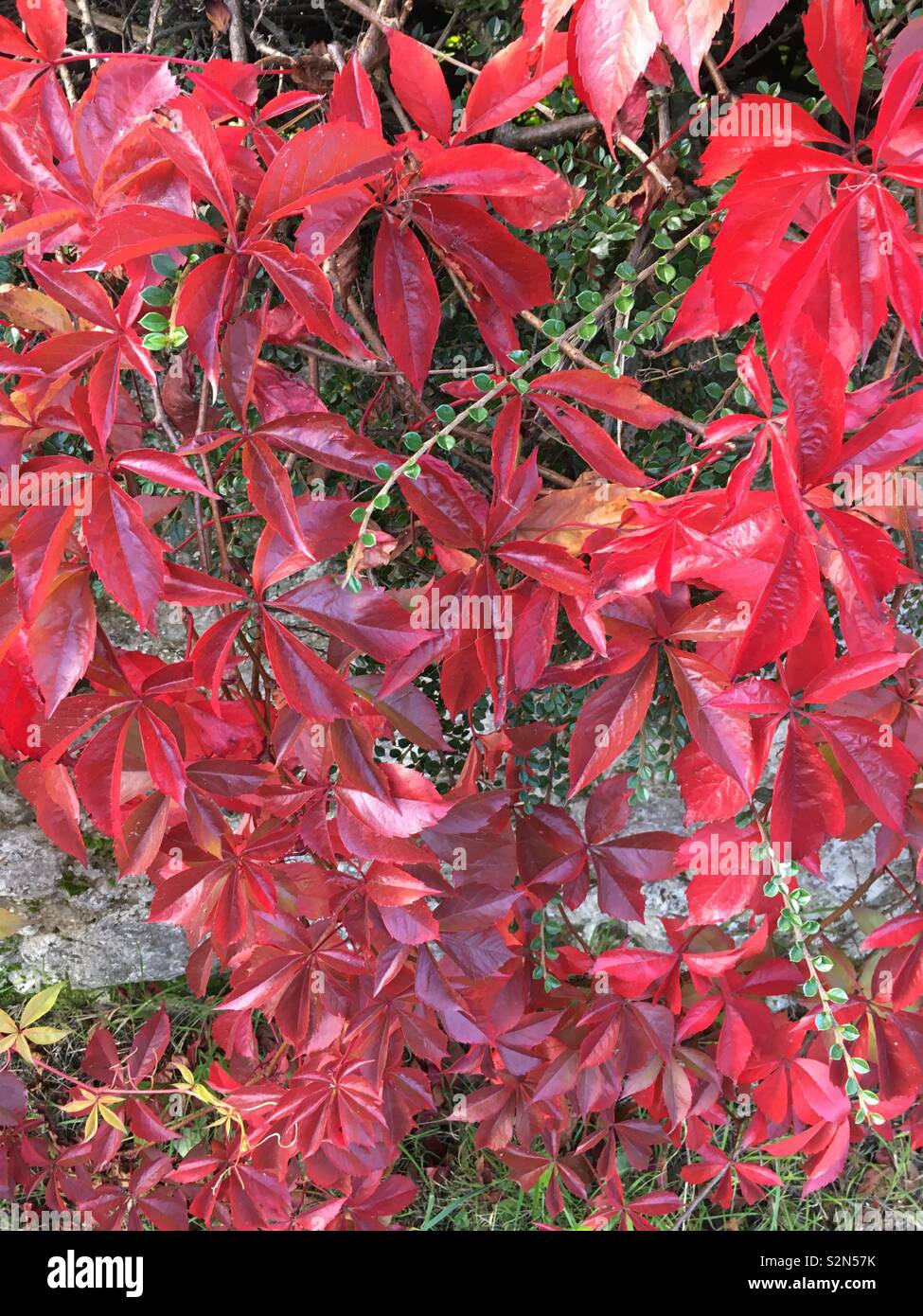 Autumnal colours Stock Photo