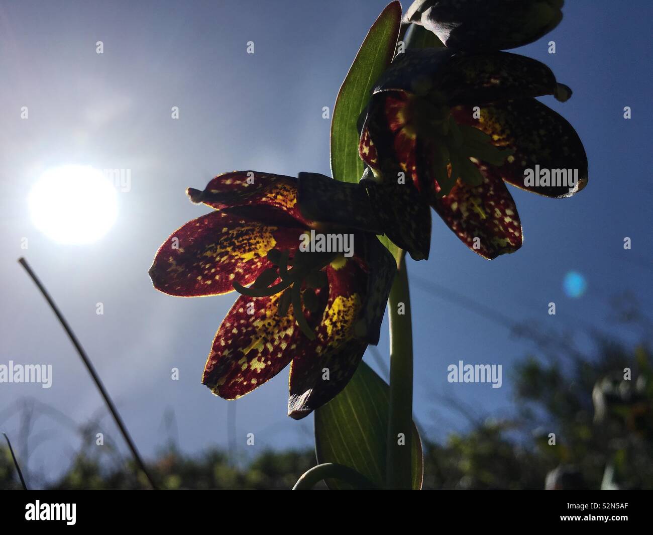 Fritillaria Affinis, Checker lily. Point Reyes, Marin county, California Stock Photo