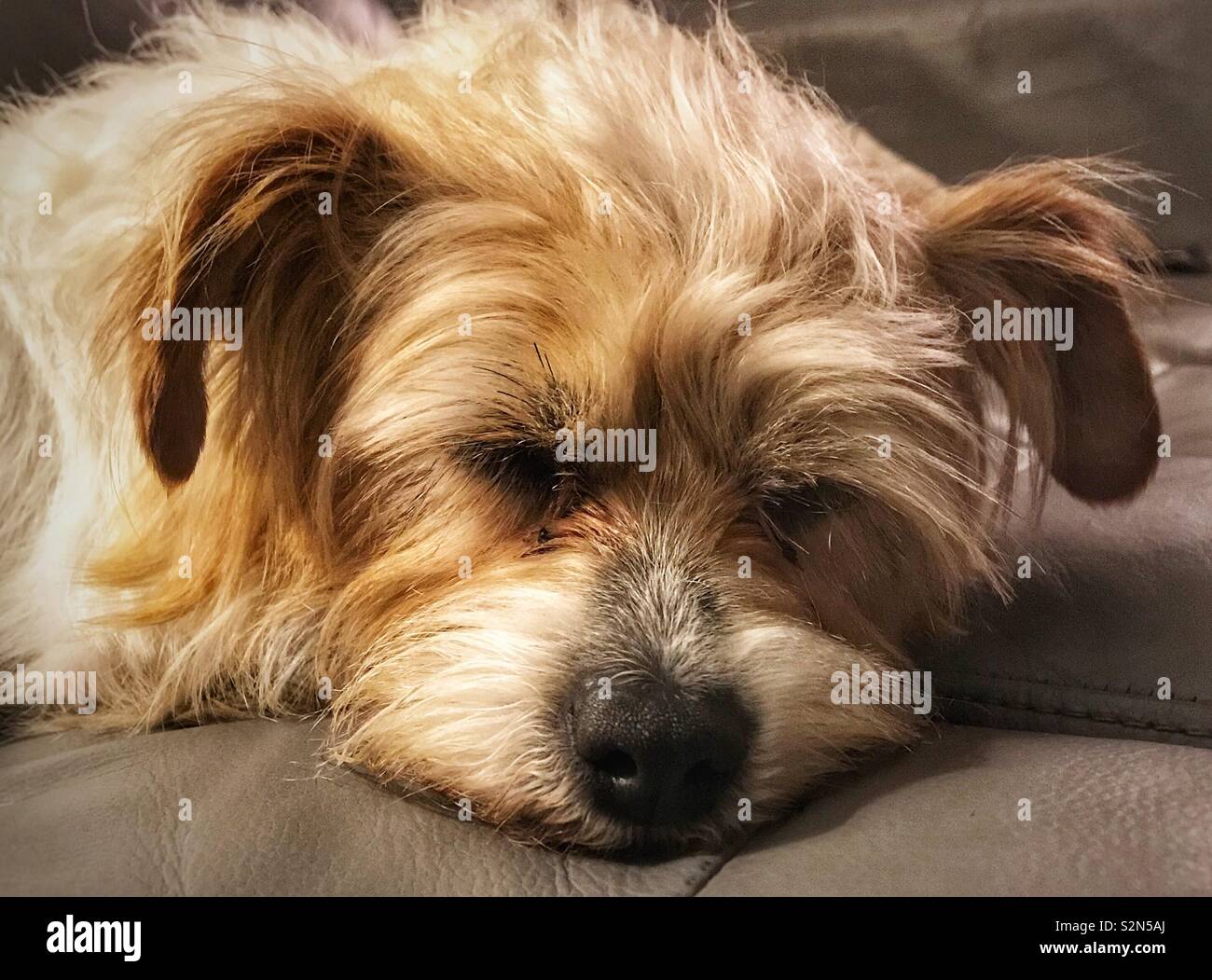 Sleepy puppy Stock Photo