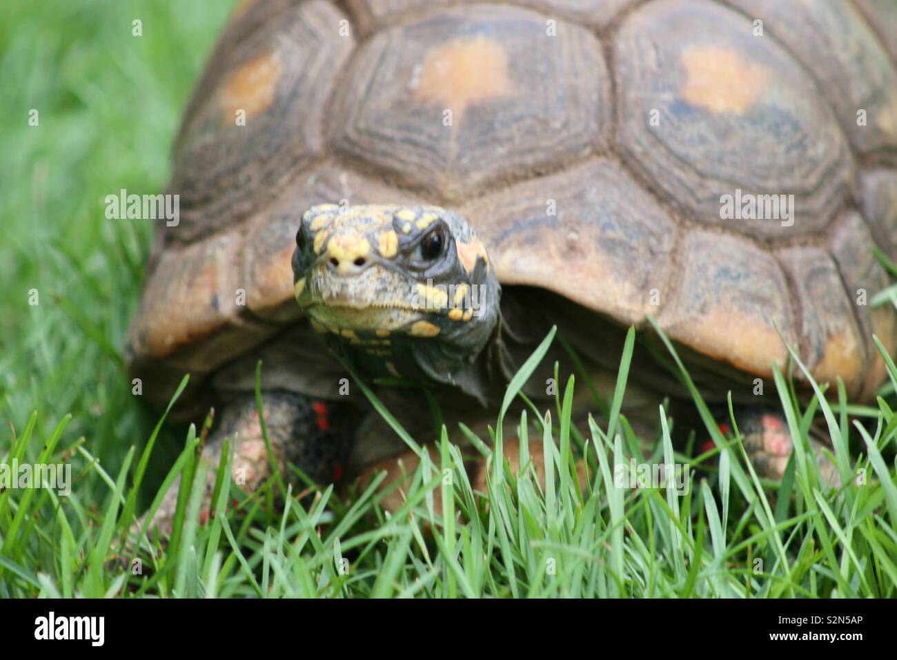 Turtle Going for A Walk at the Edmonton Valley Zoo in Canada Stock