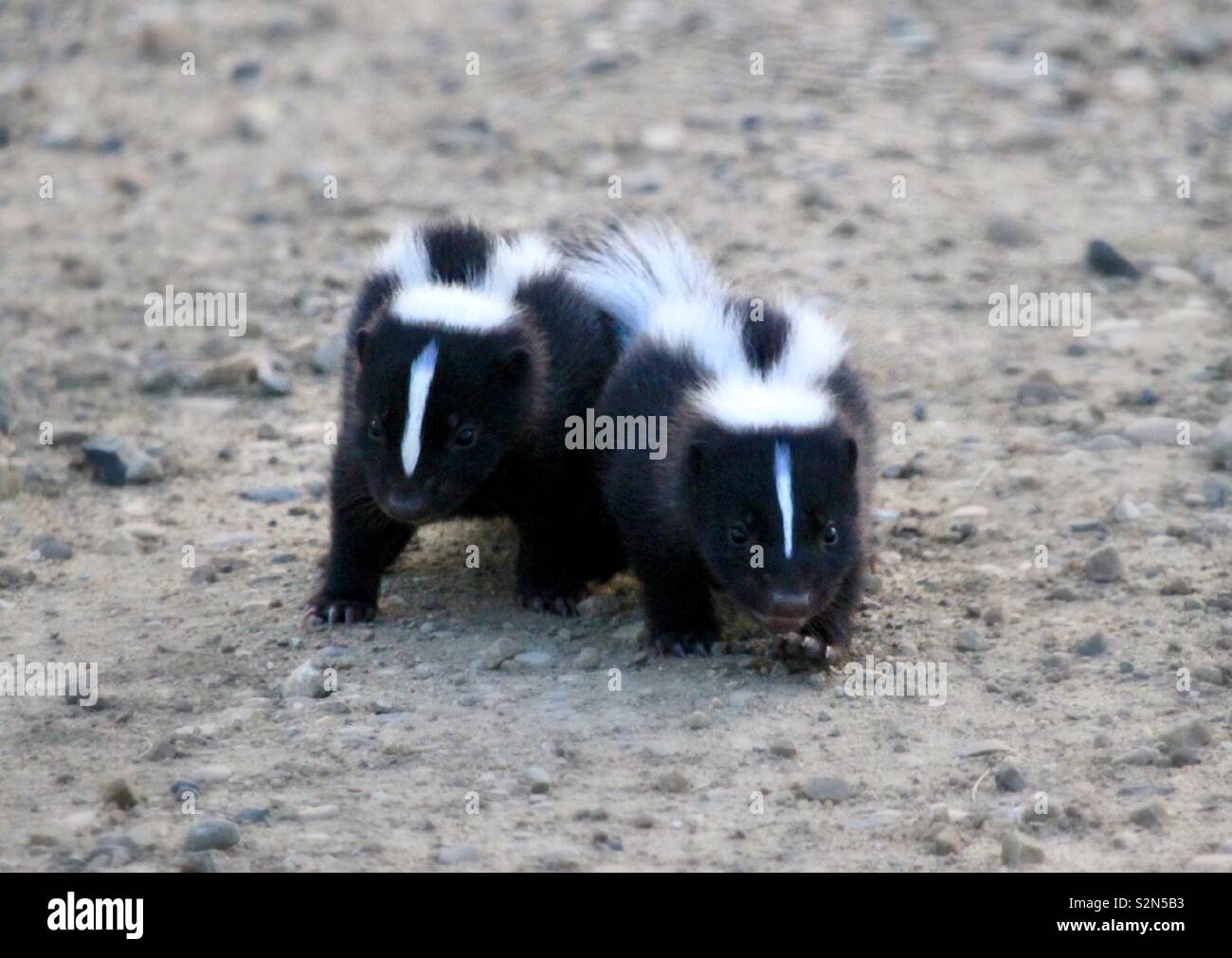 Baby Skunks Stock Photo