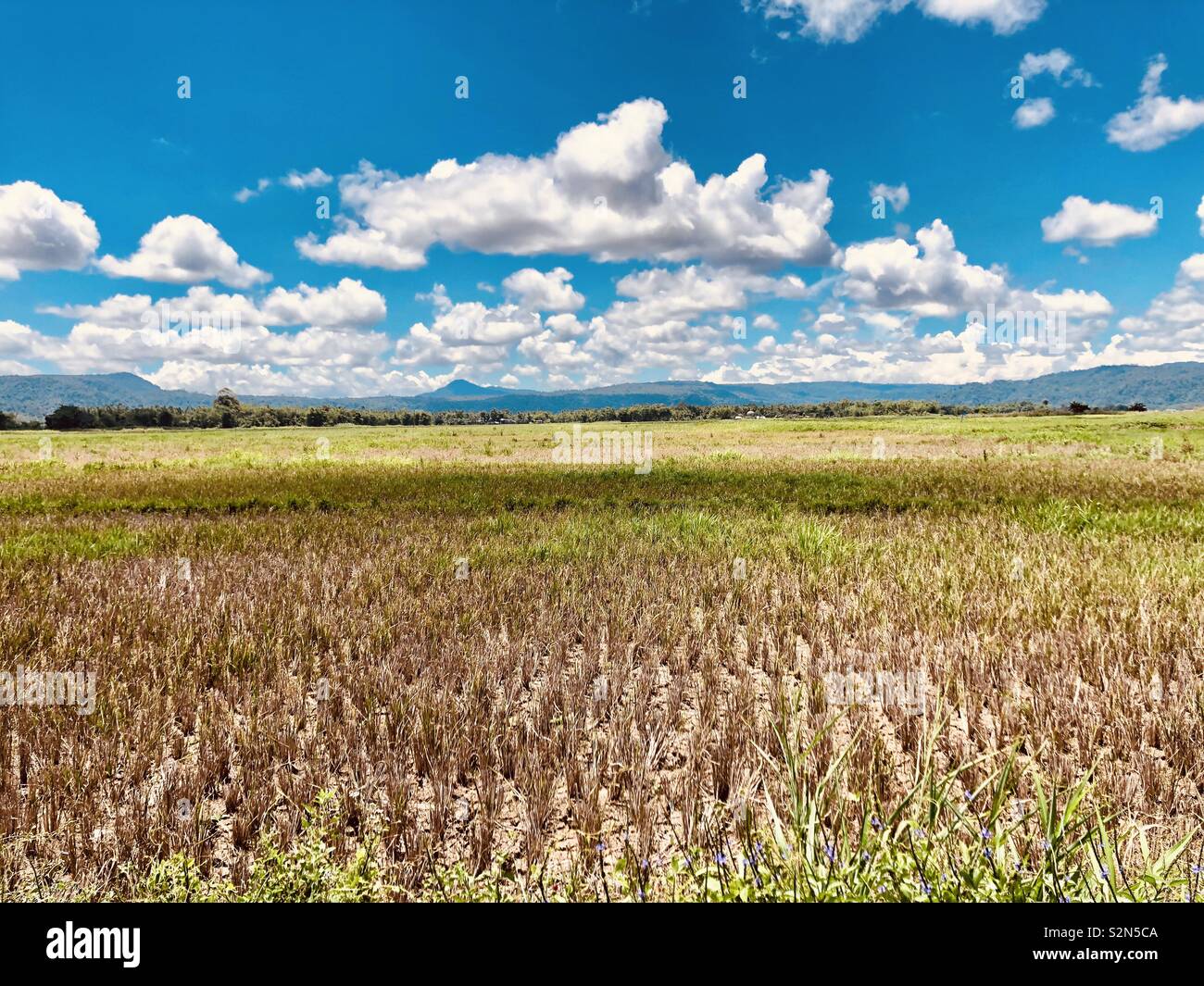 Lanao del Sur, Philippines. Rice crops wilted by the El Nino or drought phenomenon. Rice farms are heavily damaged by the extreme hot and humid season affecting harvest of striving farmers. Stock Photo